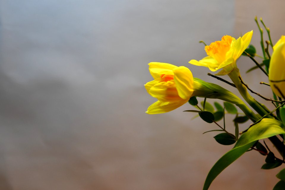 Flower, Yellow, Plant, Flora