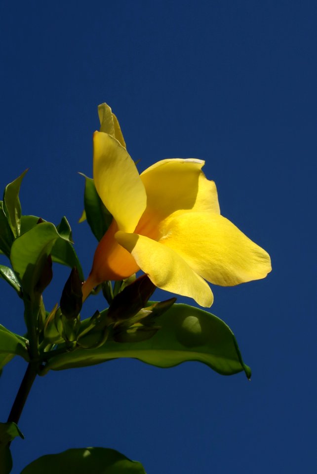 Flower, Flora, Yellow, Plant