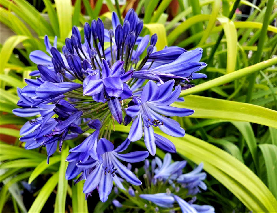Flower, Plant, Flora, Grass