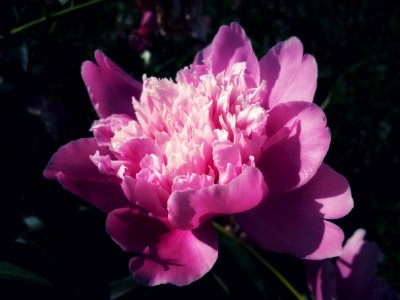 Flower, Plant, Pink, Peony photo