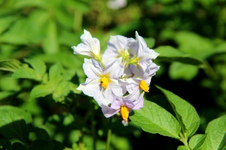 Flower, Plant, Flora, Flowering Plant