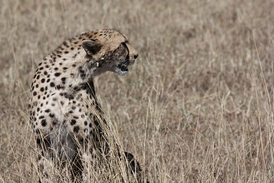 Big cat cat face feline photo