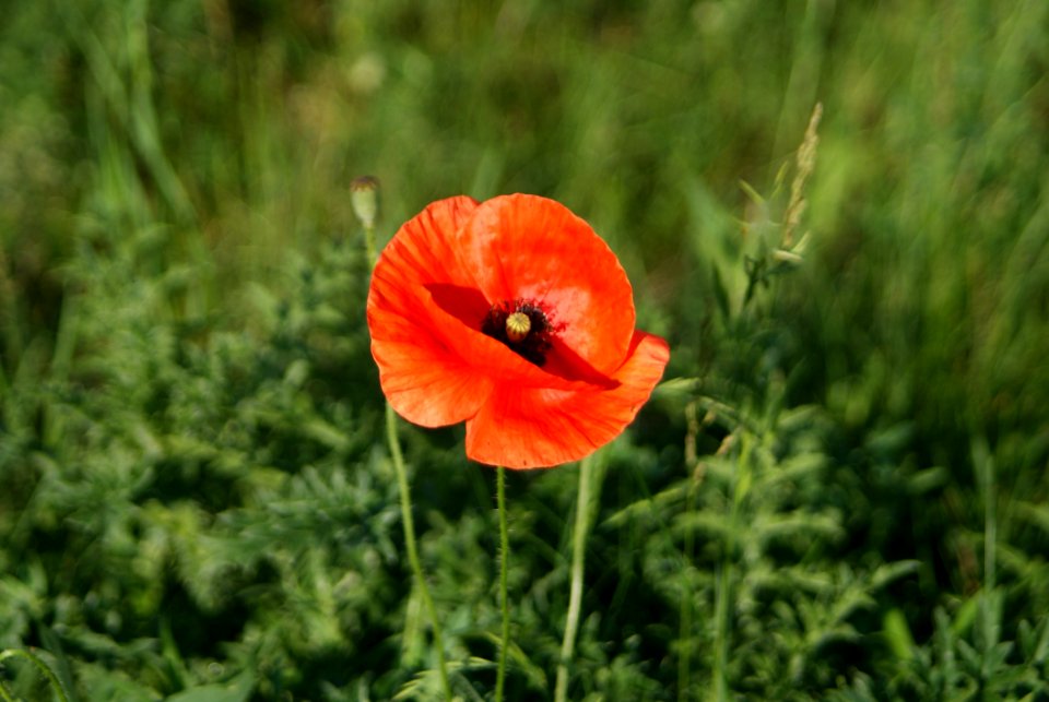 Flower, Wildflower, Poppy, Vegetation