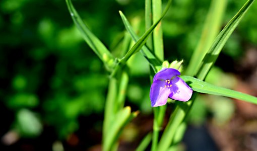 Flora, Plant, Flower, Flowering Plant