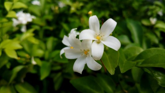Flower, Plant, Flora, Jasmine