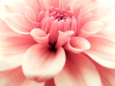 Flower, Pink, Flowering Plant, Petal photo