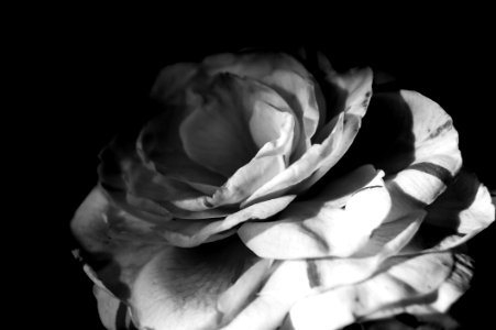 Flower, White, Black And White, Black