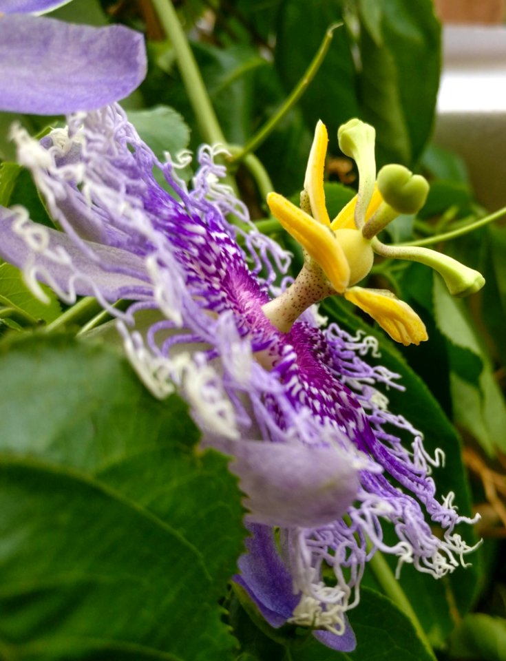 Plant, Flower, Flora, Passion Flower