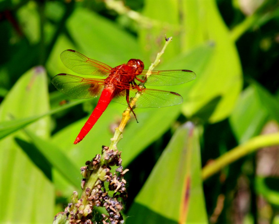Dragonfly, Insect, Dragonflies And Damseflies, Invertebrate