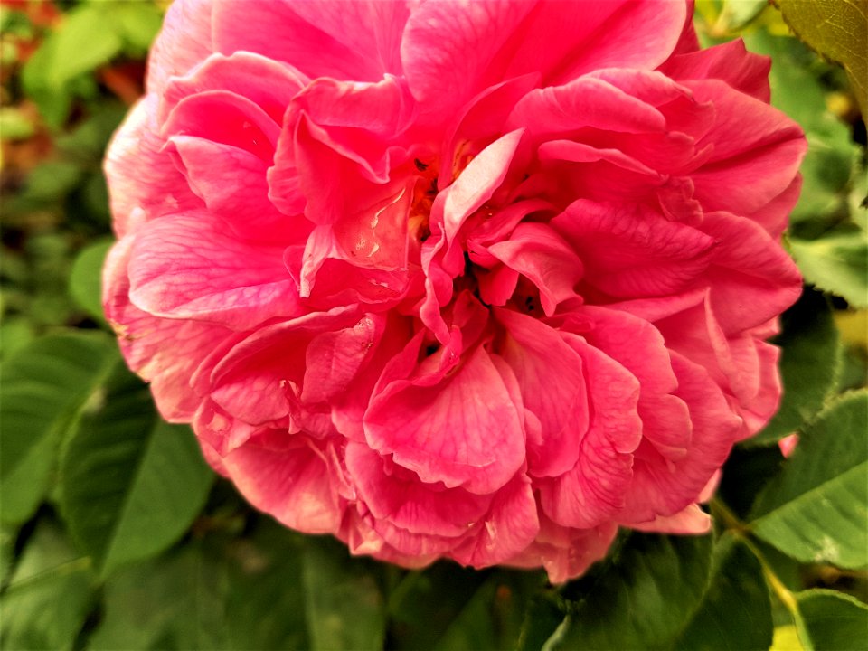 Flower, Pink, Plant, Rose