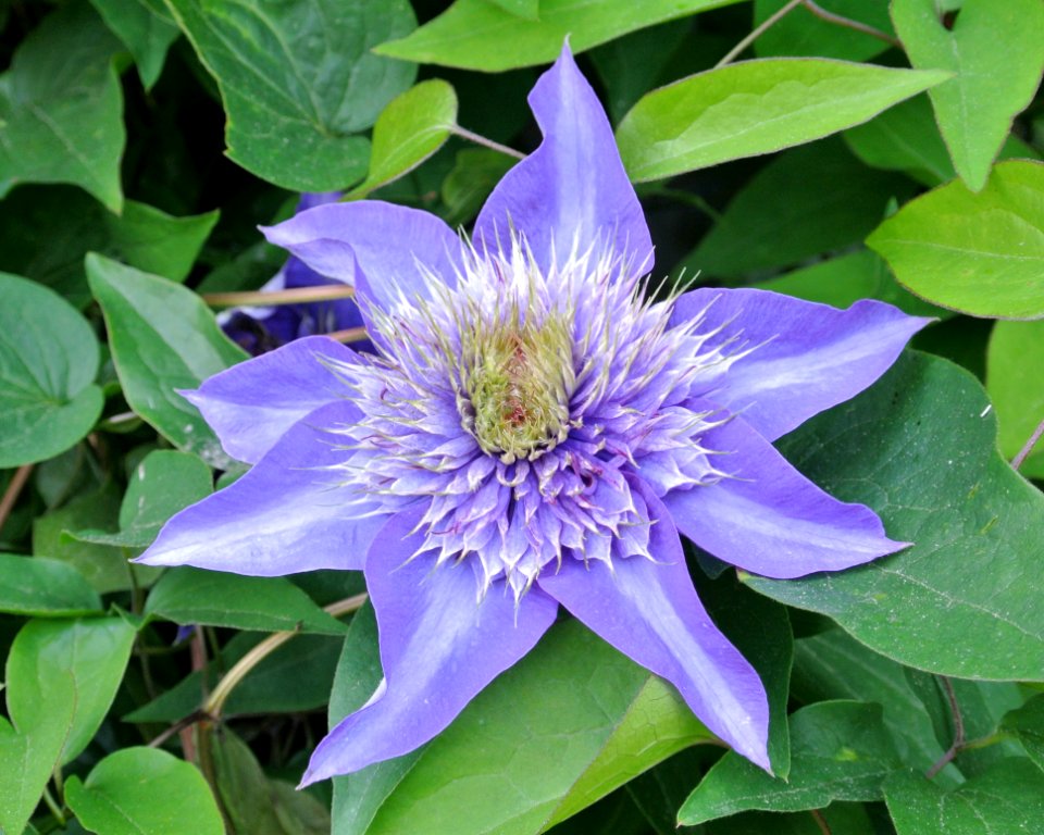 Flower, Plant, Flora, Clematis