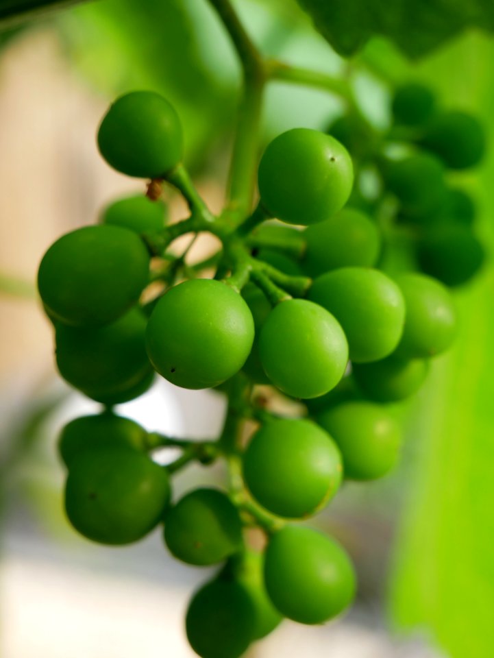Fruit