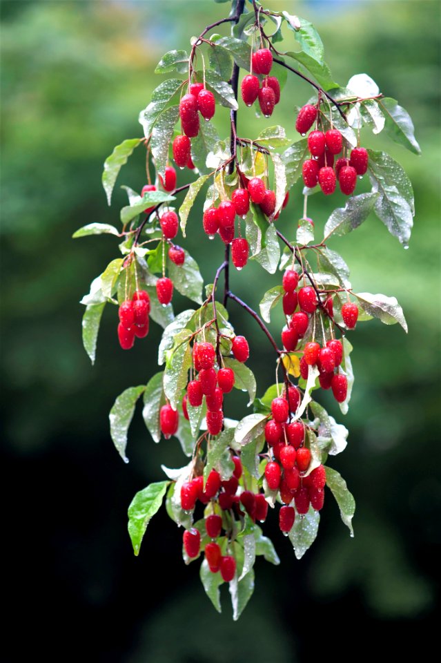 Plant, Flora, Berry, Buffaloberries - Free photos on creazilla.com