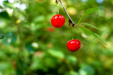 Cherry, Fruit, Berry, Branch