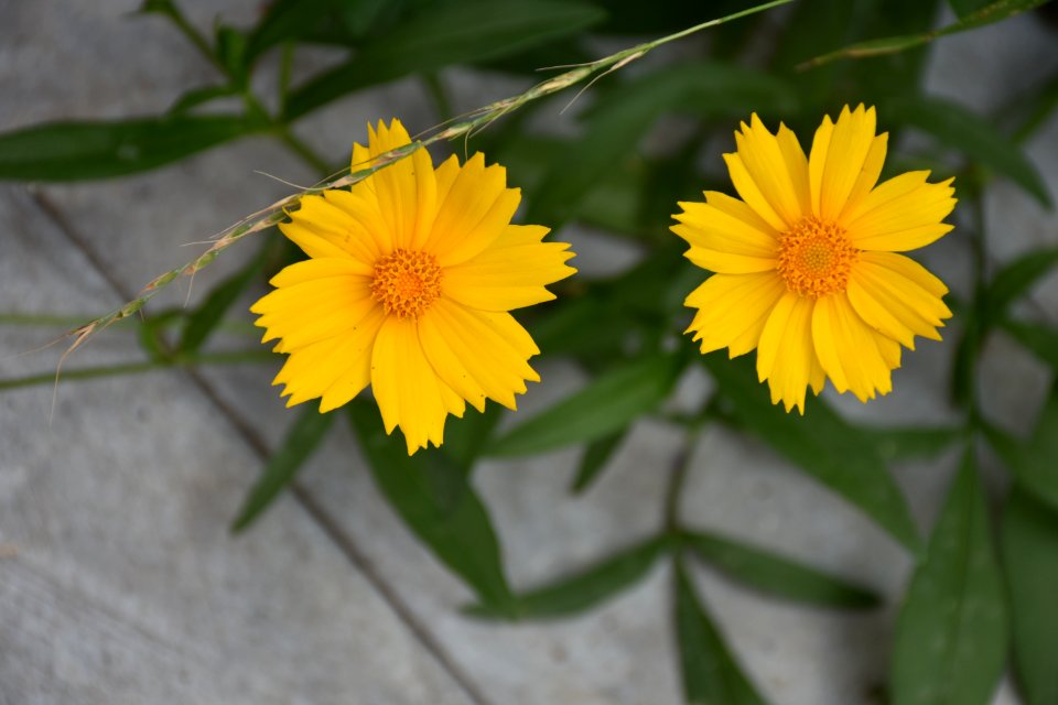 Flower, Yellow, Plant, Flora