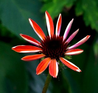 Flower, Flora, Coneflower, Plant