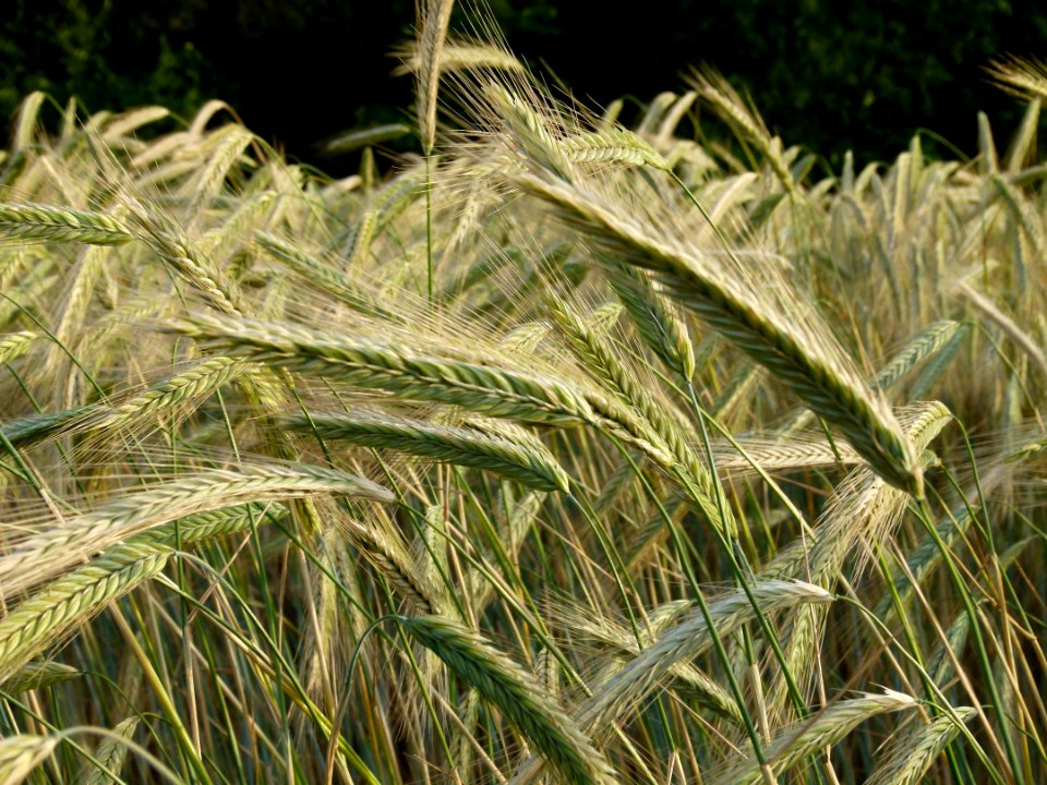 Triticale, Food Grain, Grass Family, Vegetation