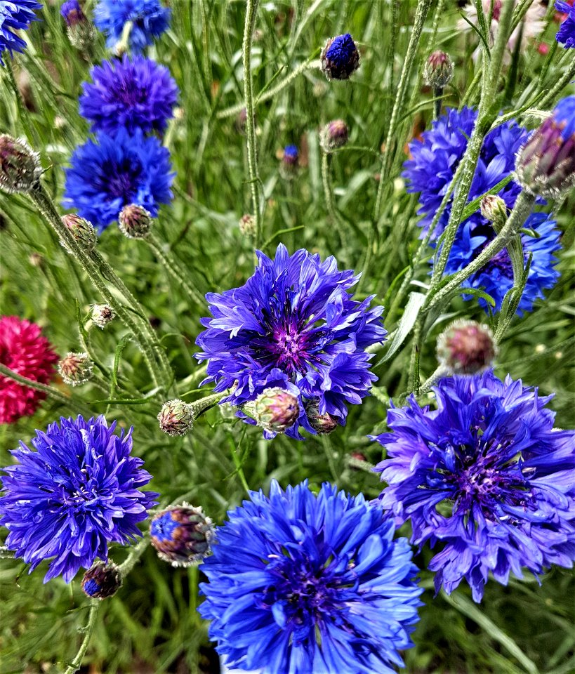 Flower, Plant, Purple, Annual Plant