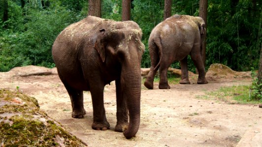 Elephant, Elephants And Mammoths, Terrestrial Animal, Indian Elephant