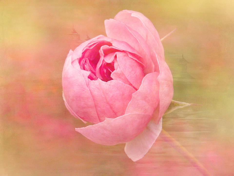 Bloom pink painting