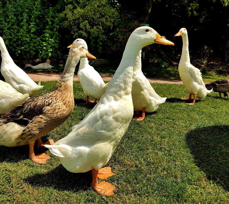 Duck, Bird, Water Bird, Ducks Geese And Swans
