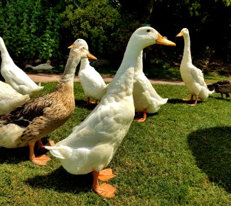 Duck, Bird, Water Bird, Ducks Geese And Swans