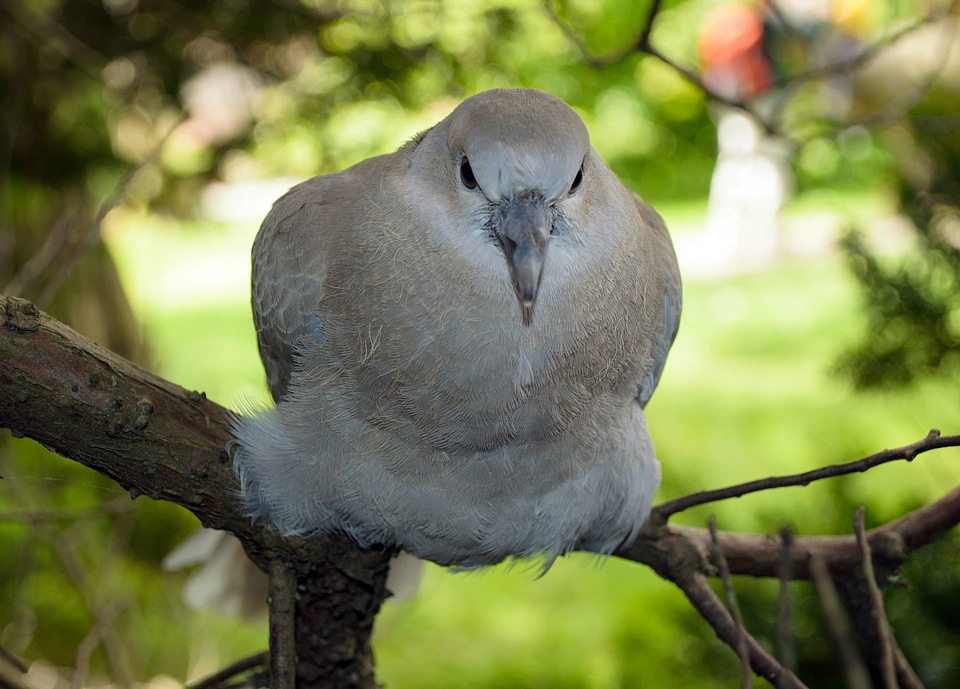 Avian beak beautiful