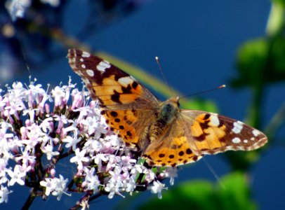 Butterfly, Insect, Moths And Butterflies, Brush Footed Butterfly photo