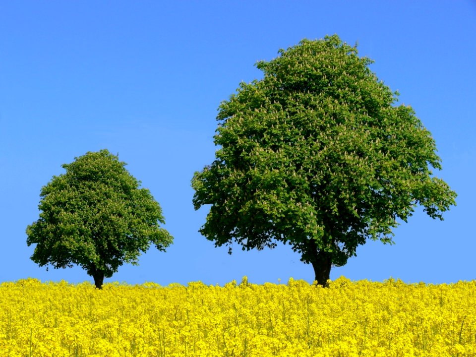 Tree, Sky, Field, Vegetation