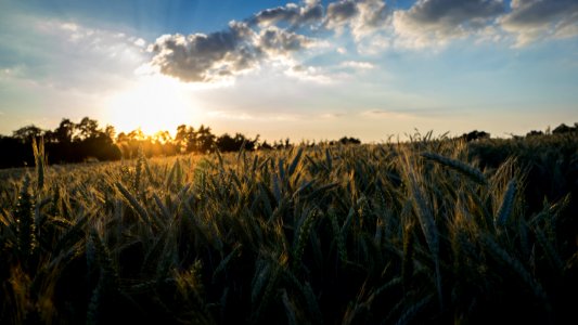 Sky, Field, Ecosystem, Grass Family