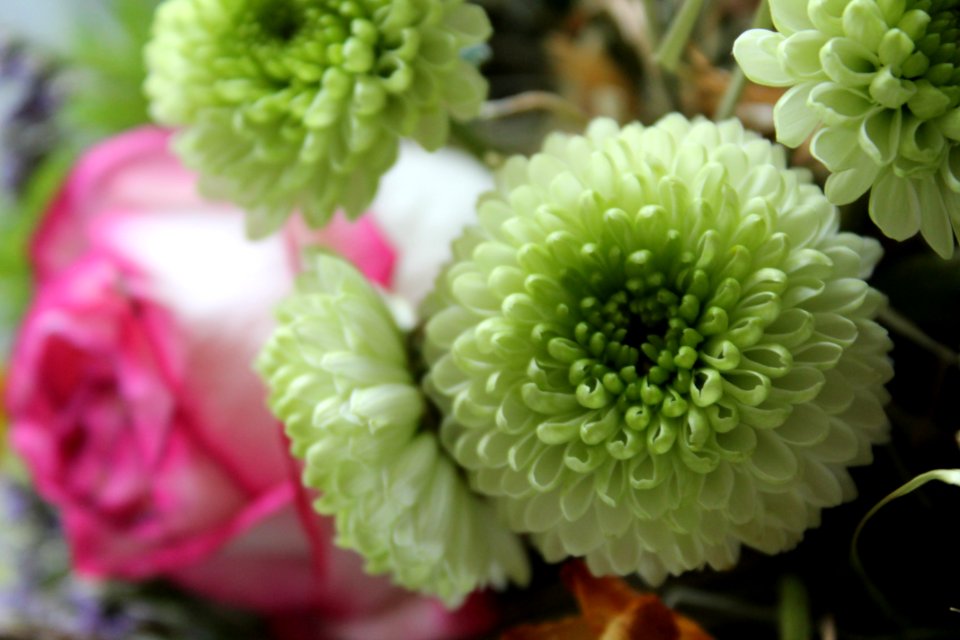 Flower, Plant, Chrysanths, Floristry