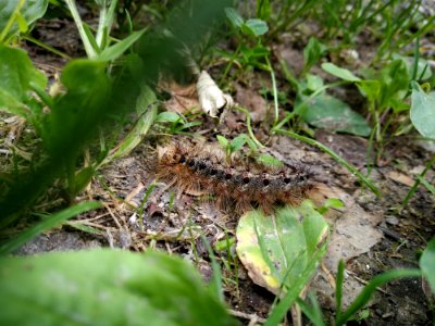 Caterpillar, Larva, Fauna, Terrestrial Animal