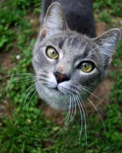 Cat, Whiskers, Mammal, Fauna photo