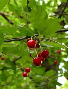 Cherry, Berry, Fruit, Schisandra photo