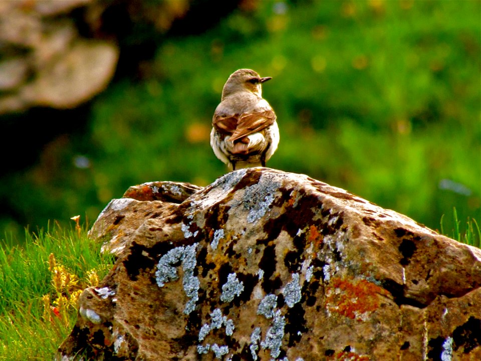 Bird, Fauna, Ecosystem, Beak