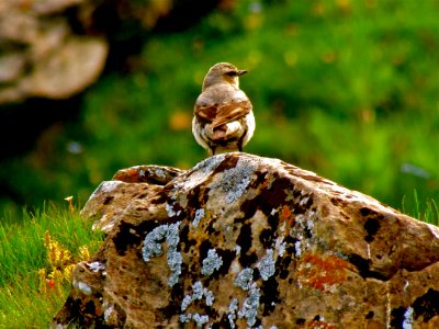 Bird, Fauna, Ecosystem, Beak photo