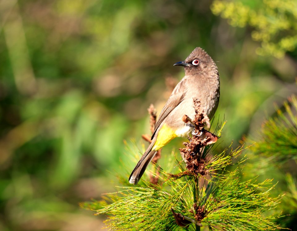 Bird, Fauna, Ecosystem, Beak