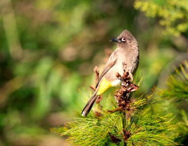 Bird, Fauna, Ecosystem, Beak photo