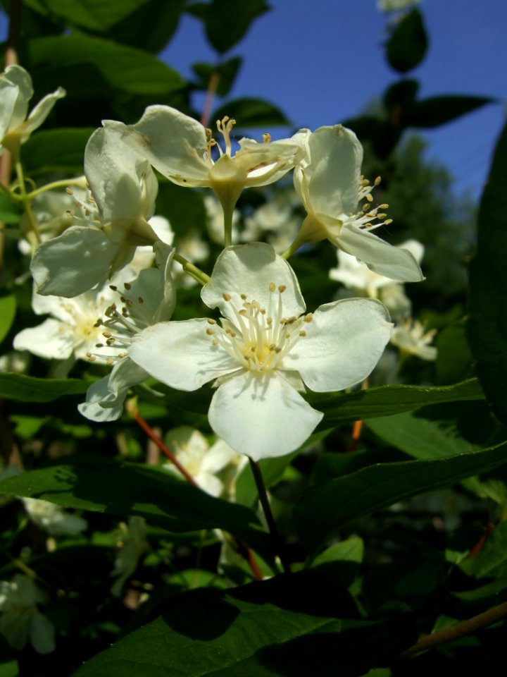 Plant, Flower, Spring, Rose Family