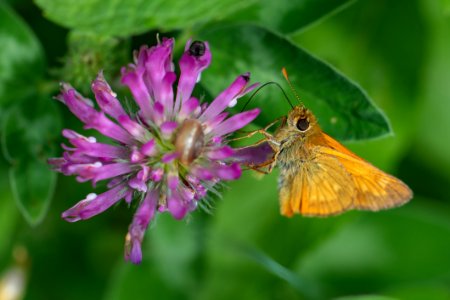 Butterfly, Nectar, Insect, Moths And Butterflies photo