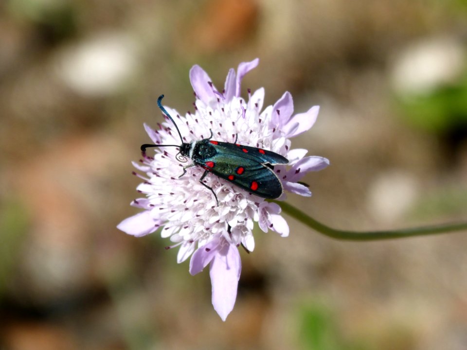 Flower, Flora, Purple, Insect