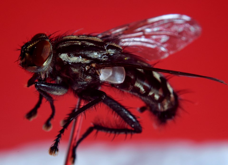 Insect, Pest, Fly, Invertebrate