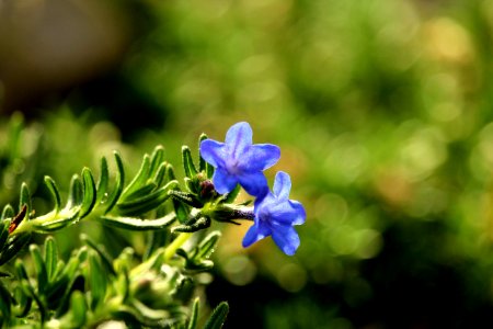 Flora, Plant, Flower, Bluebonnet photo