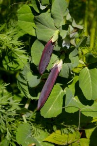 Plant, Leaf, Flora, Flower photo