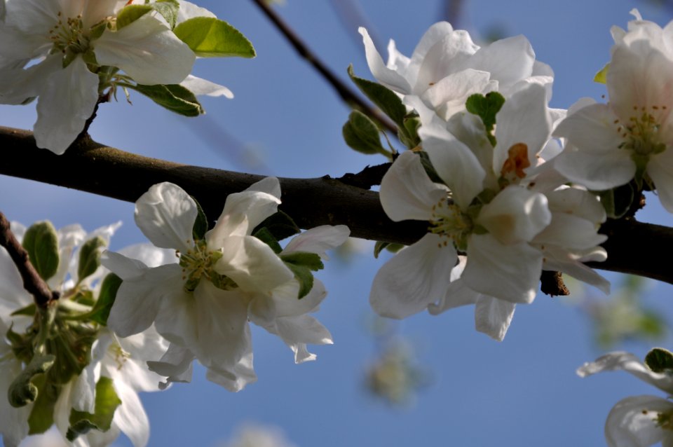 Blossom, Branch, Spring, Flower