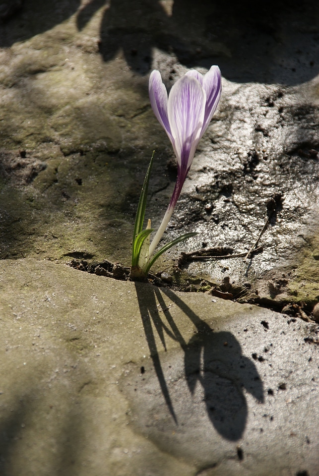 Nature flower stone