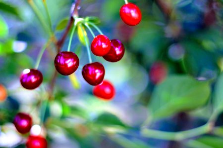 Cherry, Berry, Fruit, Close Up photo