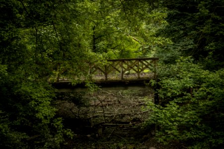 Nature, Green, Vegetation, Water