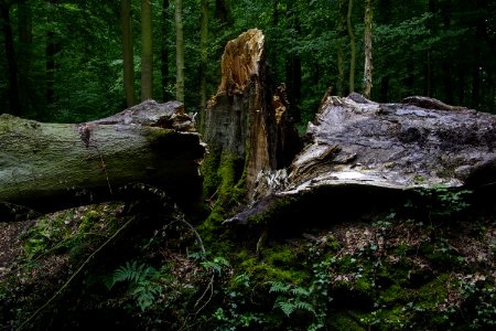Nature, Woodland, Old Growth Forest, Tree