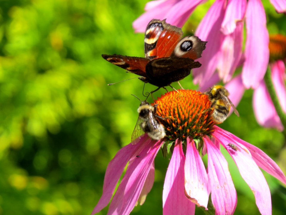 Flower, Nectar, Insect, Honey Bee photo